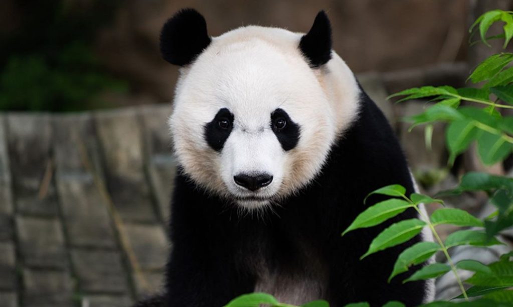 Meix Xiang Baby Panda