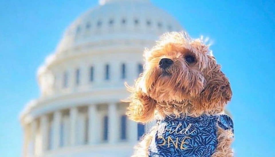 14 Photos Of Dogs At DC Monuments That Will Brighten Your Day
