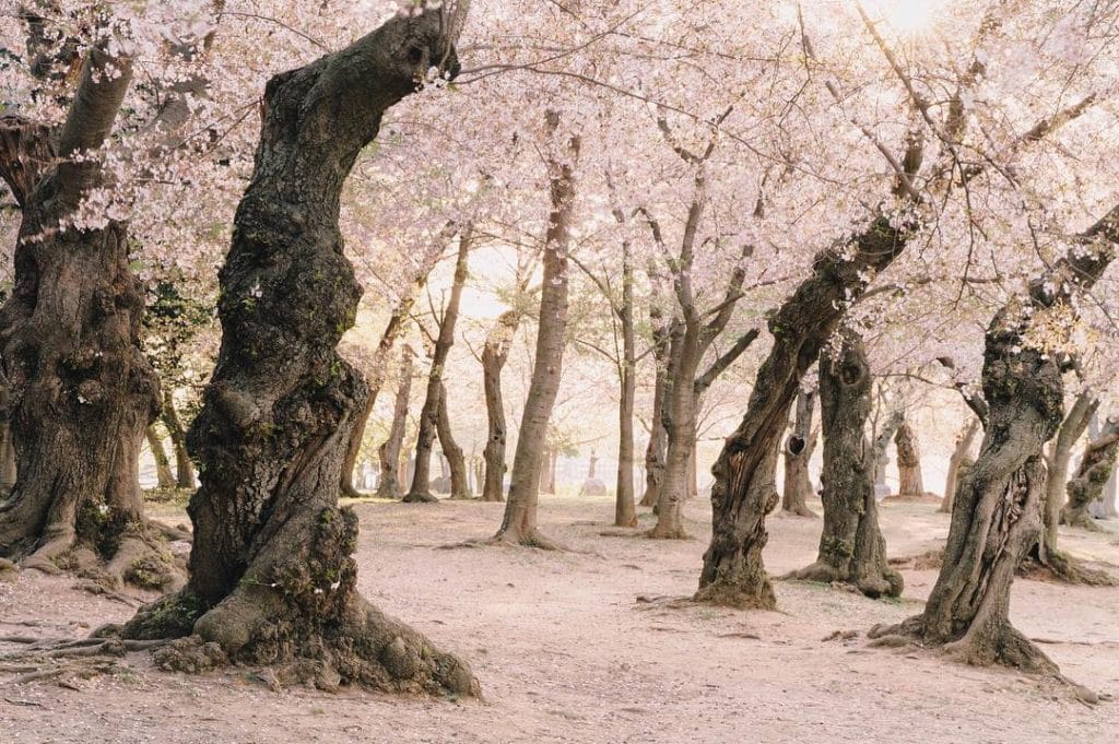 cherry-blossoms