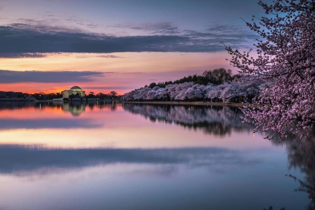 cherry-blossoms