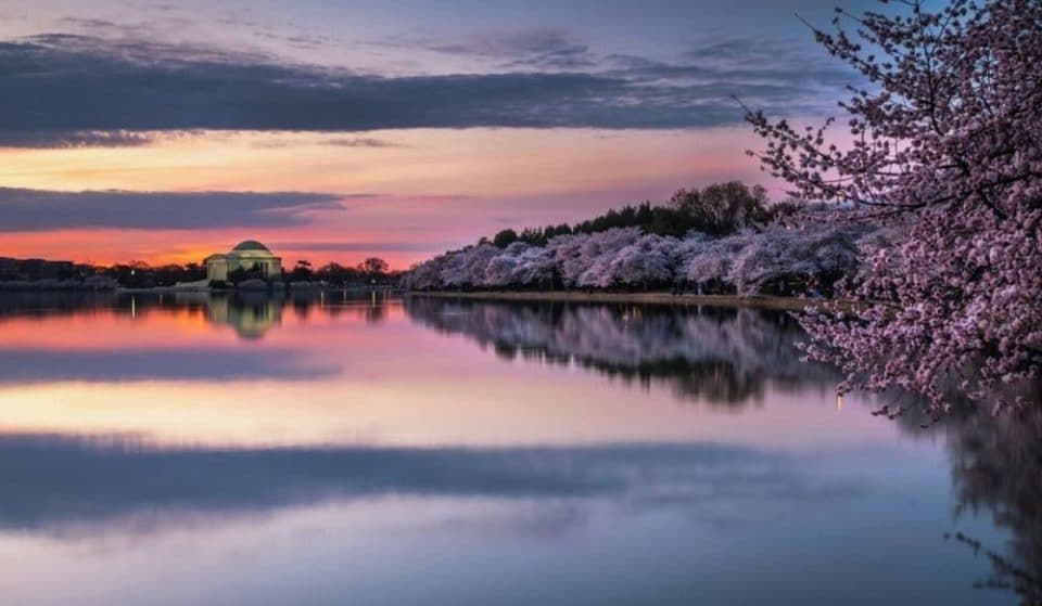 Watch The Beautiful Cherry Blossoms Without Leaving Home With DC’s Bloom Cam!