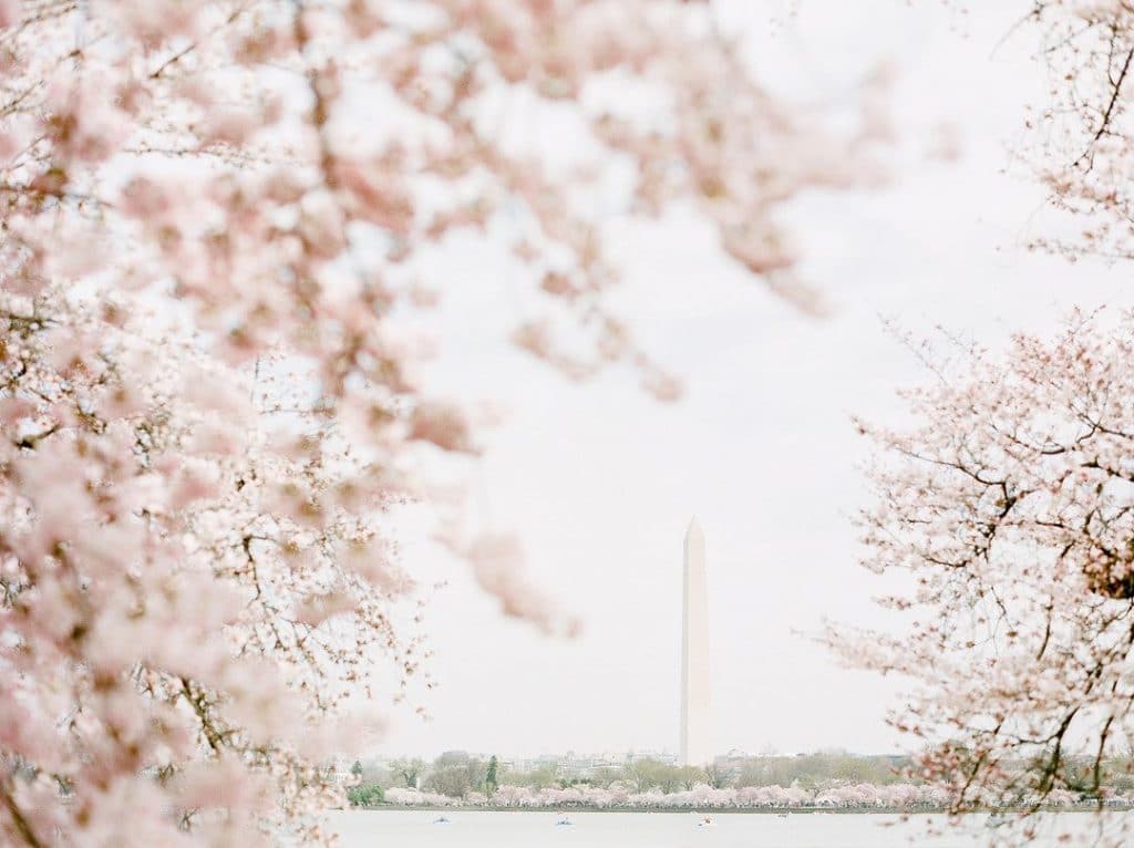 Cherry Blossoms Are Now In Full Bloom Around DC