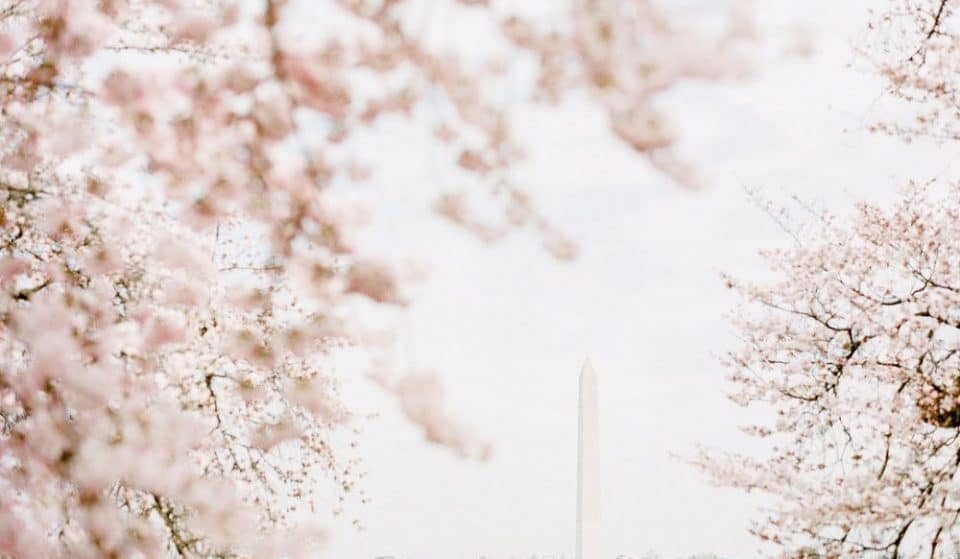 Cherry Blossoms Are Now In Full Bloom Around DC
