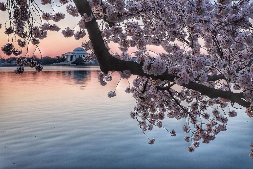 cherry-blossoms