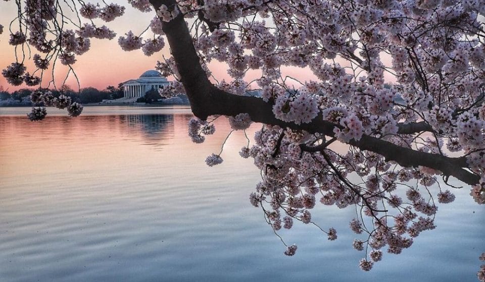 The Cherry Blossoms Will Reach Peak Bloom Earlier Than Predicted