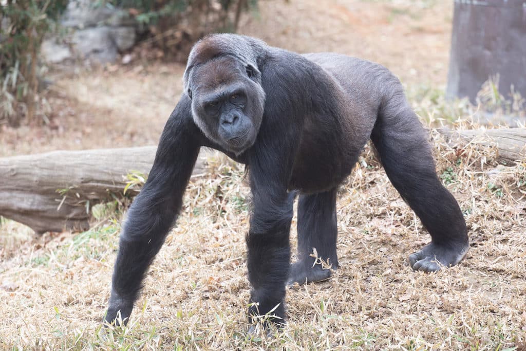 Smithsonian’s National Zoo's endangered western lowland gorilla, Calaya