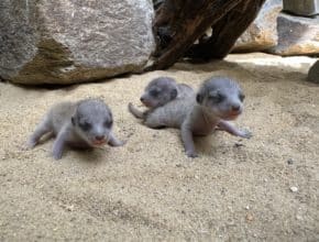 Three Baby Meerkats Born At Smithsonian’s National Zoo