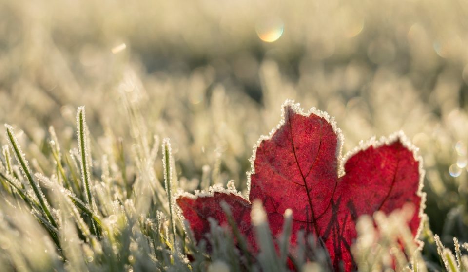First November Frost In D.C. Expected Overnight—Here’s How To Prepare