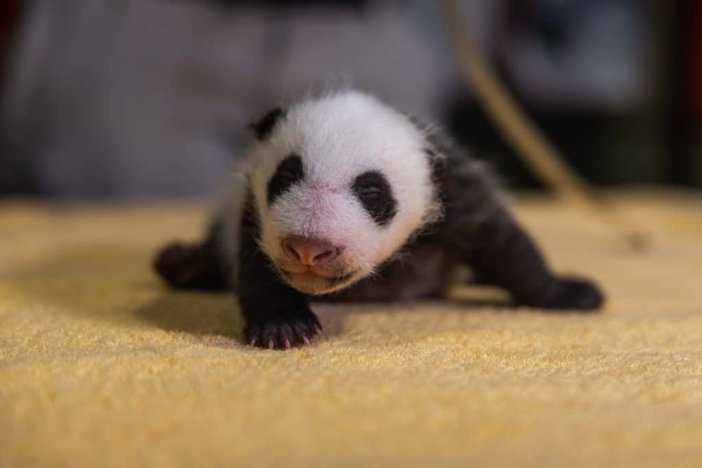 The Smithsonian Zoo Just Revealed Its Baby Panda’s Gender In The Cutest Possible Way