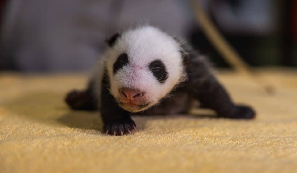 The Smithsonian Zoo Just Revealed Its Baby Panda’s Gender In The Cutest Possible Way