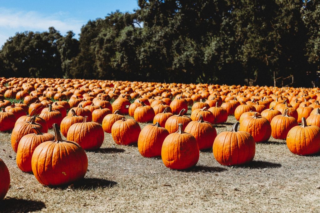 7 Of The Best Pumpkin Patches Around DC