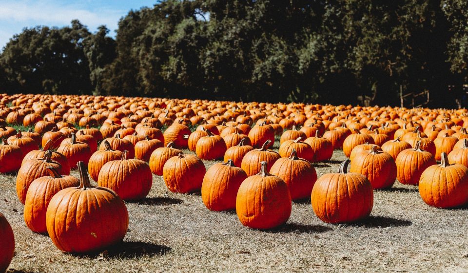 7 Of The Best Pumpkin Patches Around DC