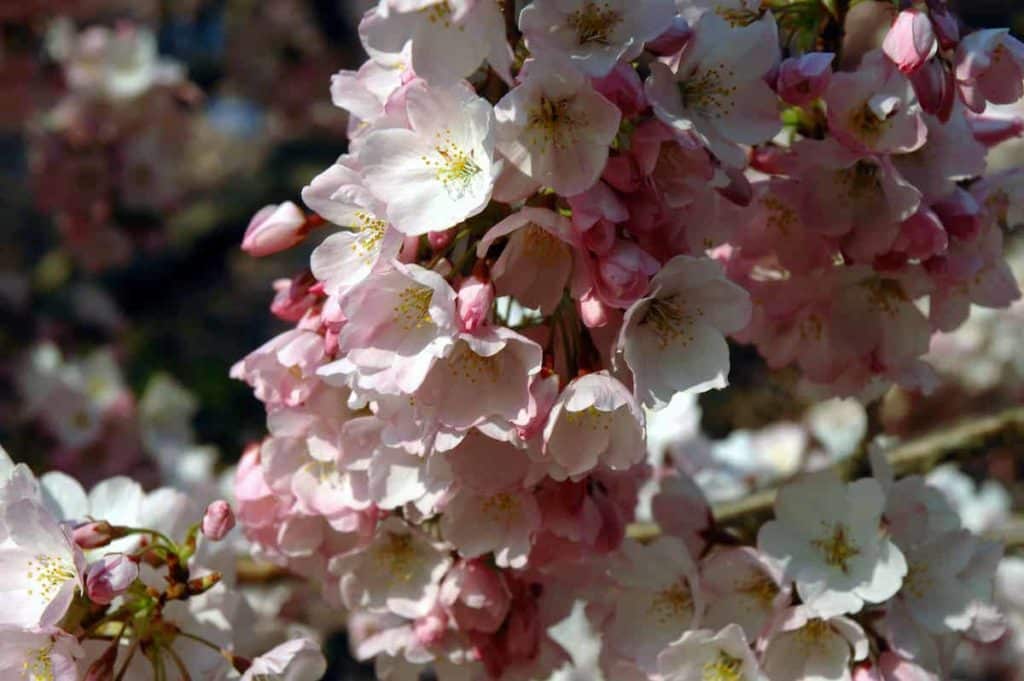 National Cherry Blossom Festival