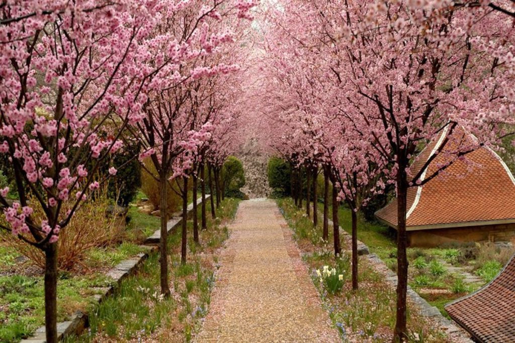 Dumbarton Oaks cherry hill