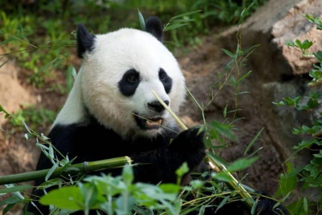 baby panda debuts in smithsonian panda cam