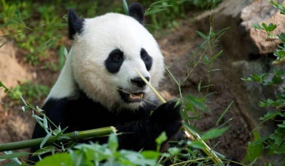 Giant Panda Mei Xiang’s Cub Makes Its First Appearance On Camera