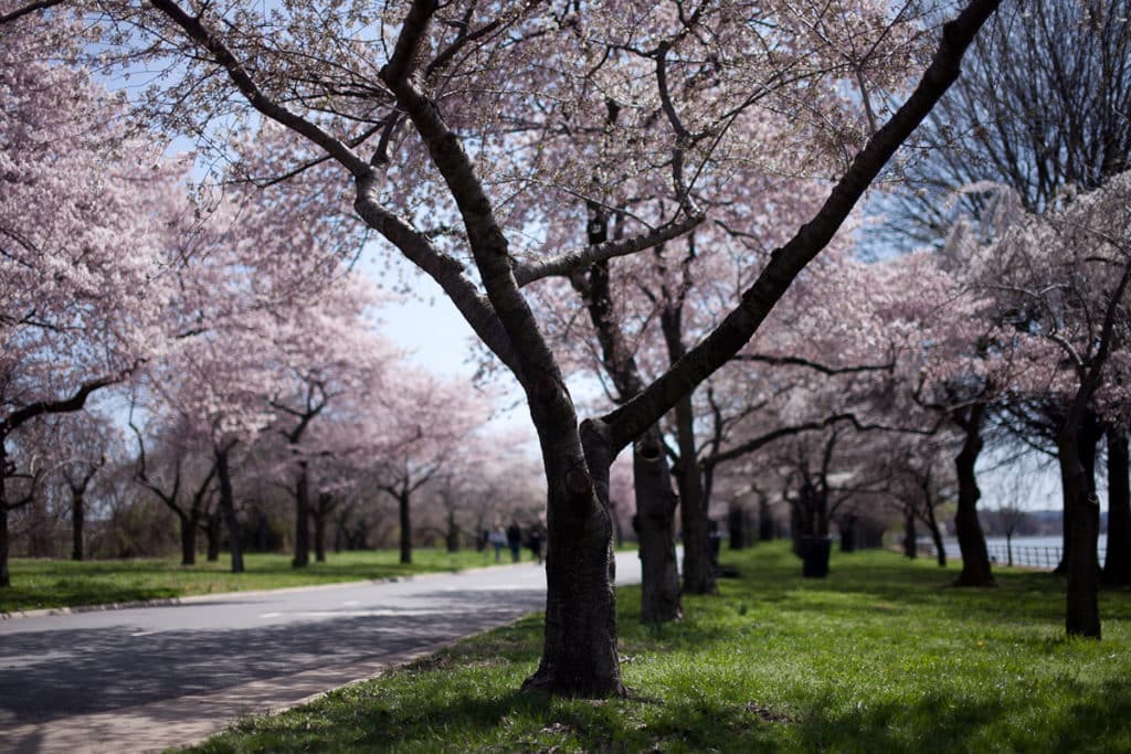 Hains Point Loop cherry blossoms
