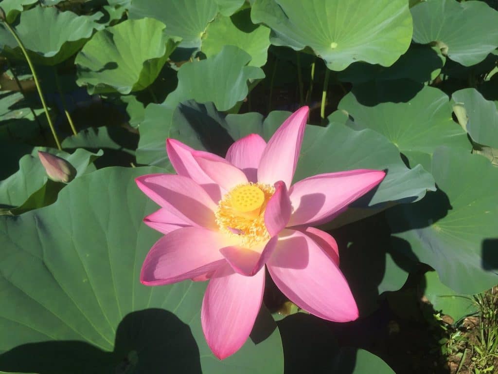 Lotuses And Water Lilies At Peak Bloom At ‘Hidden Gem’ Kenilworth Aquatic Gardens