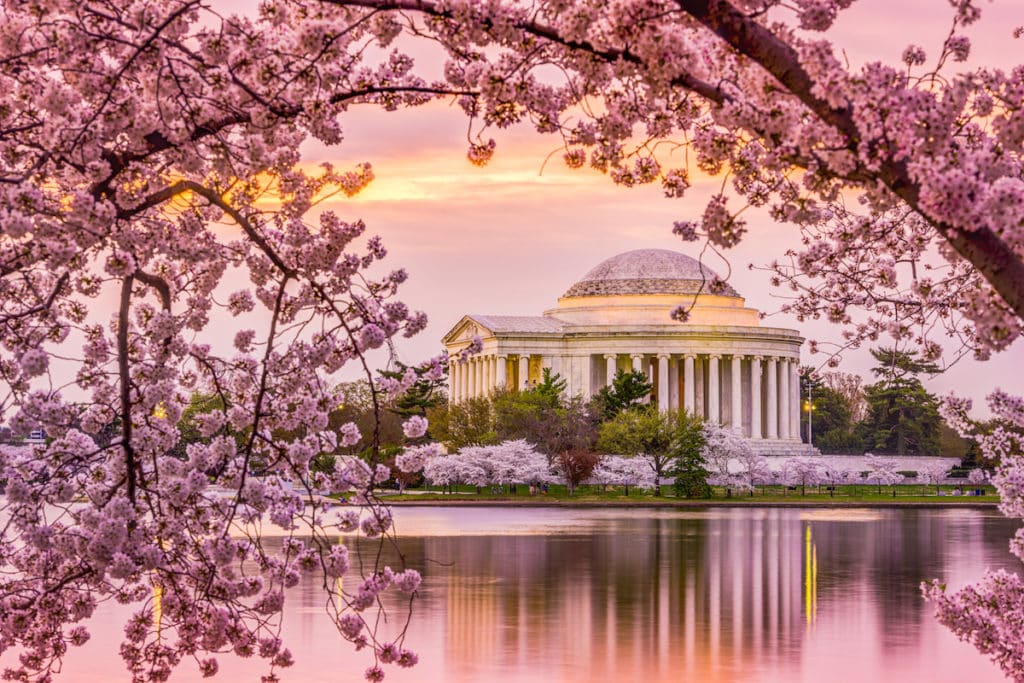 Jefferson Memorial during cherry blossom season