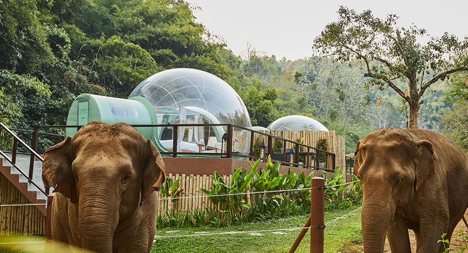 Thailand Has ‘Jungle Bubbles’ For Visitors To Sleep Among Elephants