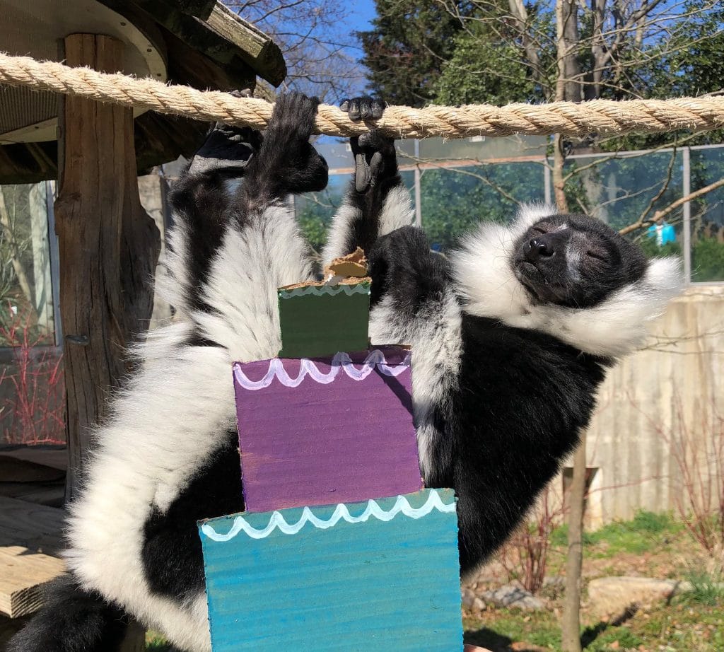 The National Zoo Threw A Birthday Party For It’s Lemurs And It’s Absolutely Adorable!