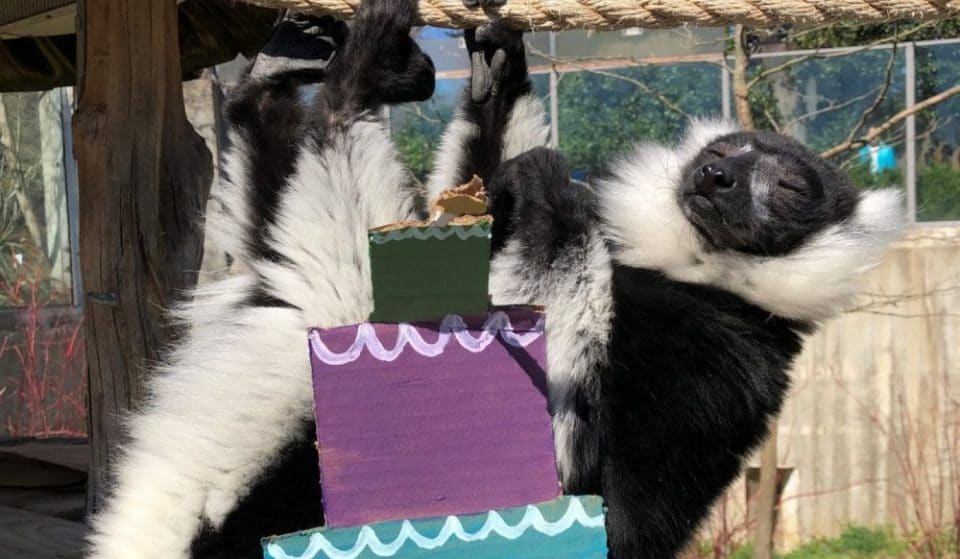 The National Zoo Threw A Birthday Party For It’s Lemurs And It’s Absolutely Adorable!