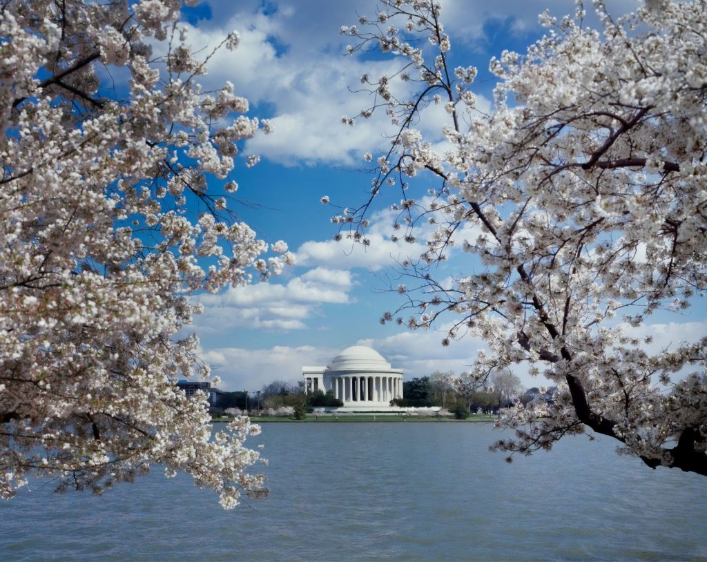 DC’s Cherry Blossoms Are Now Halfway Through Their Blooming Process!