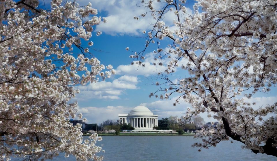 DC’s Cherry Blossoms Are Now Halfway Through Their Blooming Process!