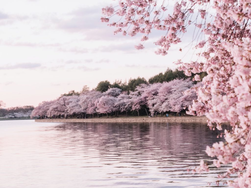 Cherry Blossoms peak bloom at the Tidal Basin