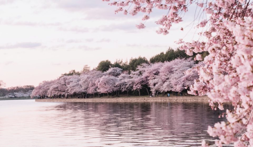 It’s Time: D.C.’s Cherry Blossoms Have Hit Peak Bloom