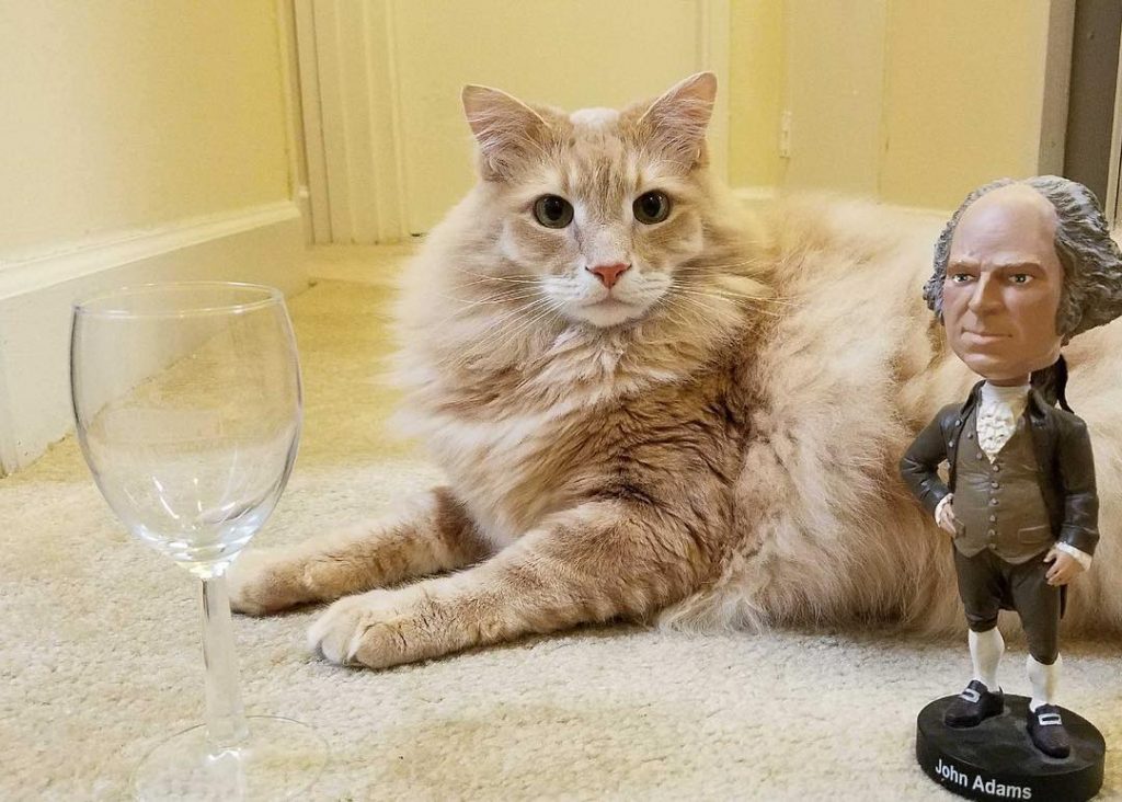 This Adorable New Cat Café Is Now Open In Old Town Alexandria • Mount Purrnon