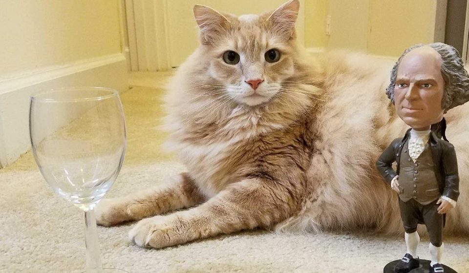 This Adorable New Cat Café Is Now Open In Old Town Alexandria • Mount Purrnon