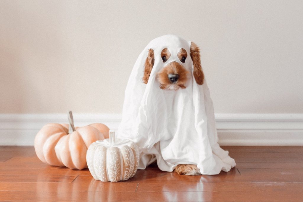 Halloween Dog