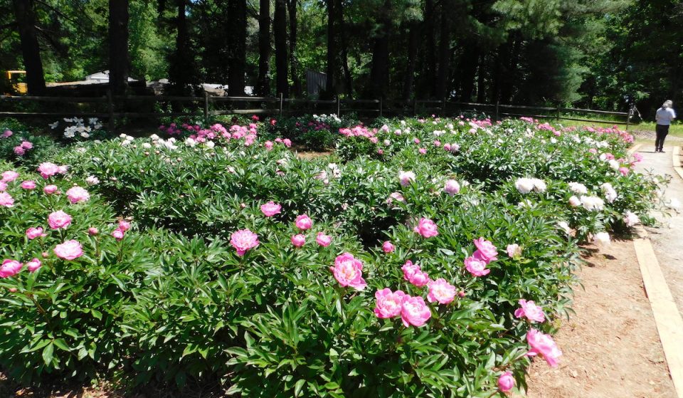 Picturesque Peonies In Bloom At Seneca Creek State Park