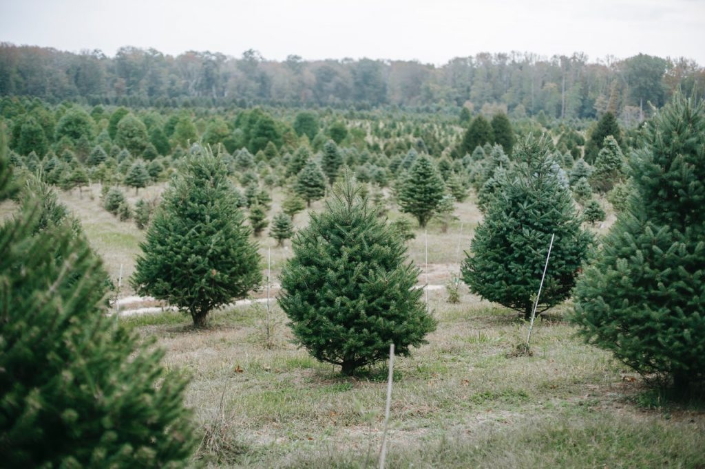 Christmas Trees DC