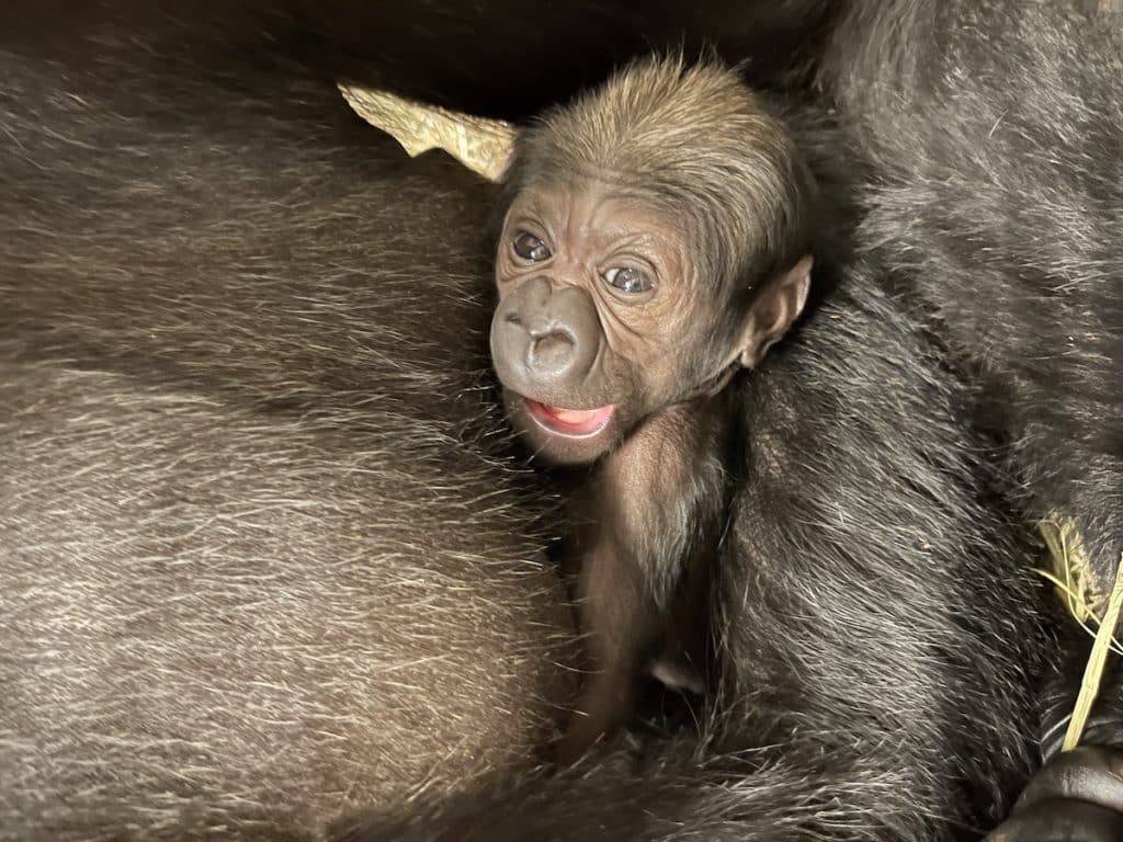 Western Lowland Gorilla baby