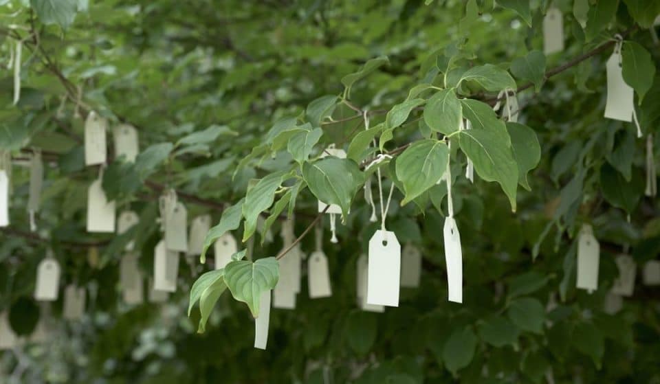 Yoko Ono’s Hirshhorn ‘Wish Tree’ To Close After Labor Day