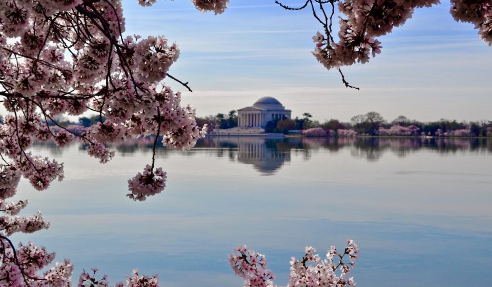 NPS To Predict D.C. Cherry Blossoms Peak Bloom On Wednesday