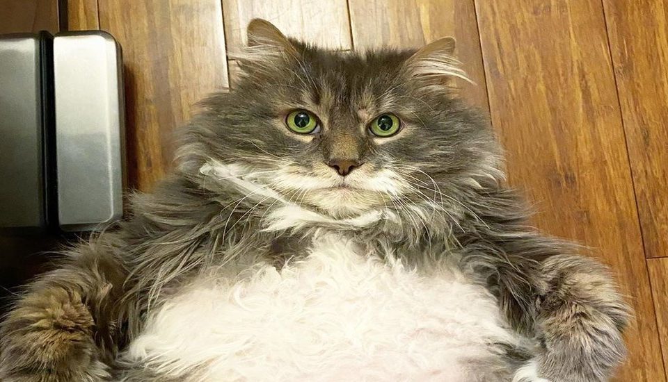 This Chonky Feline Is Looking For His Forever Home