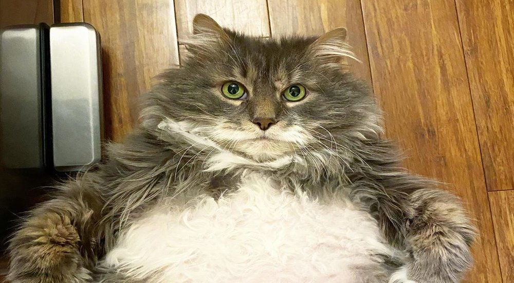 Wilford The 28-Pound Cat