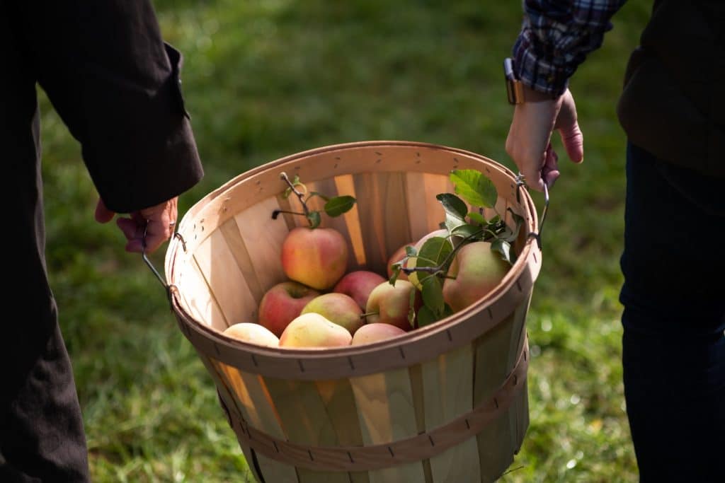 Apple picking DC