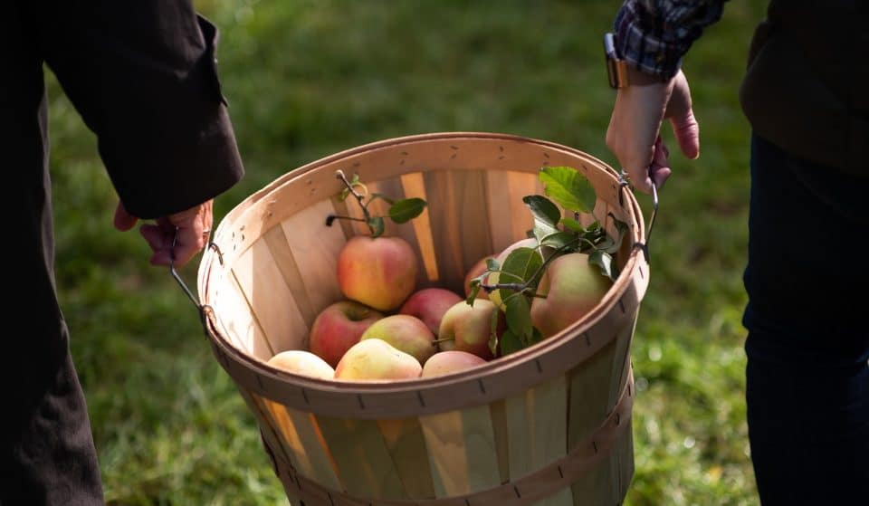 6 Awesome Places To Go Apple Picking In And Around D.C.
