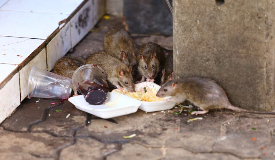 D.C. Rodent Sightings On Pace To Increase From Last Year