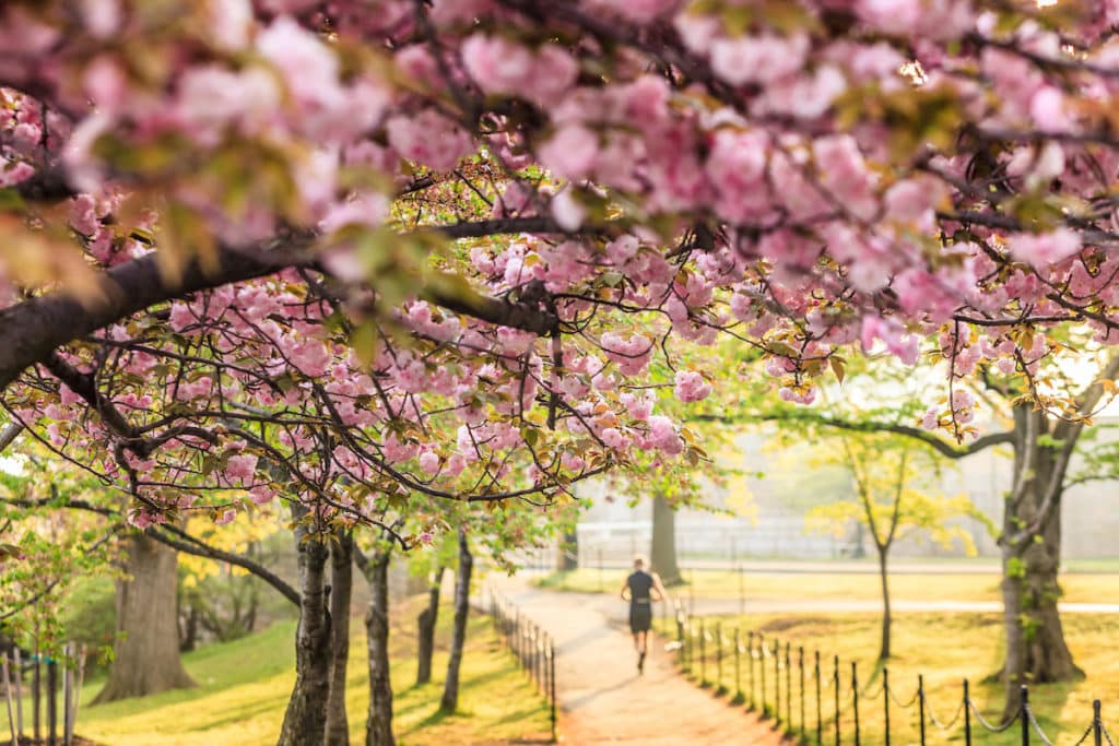 National Mall Cherry Blossom Festival. Washington, D.C.