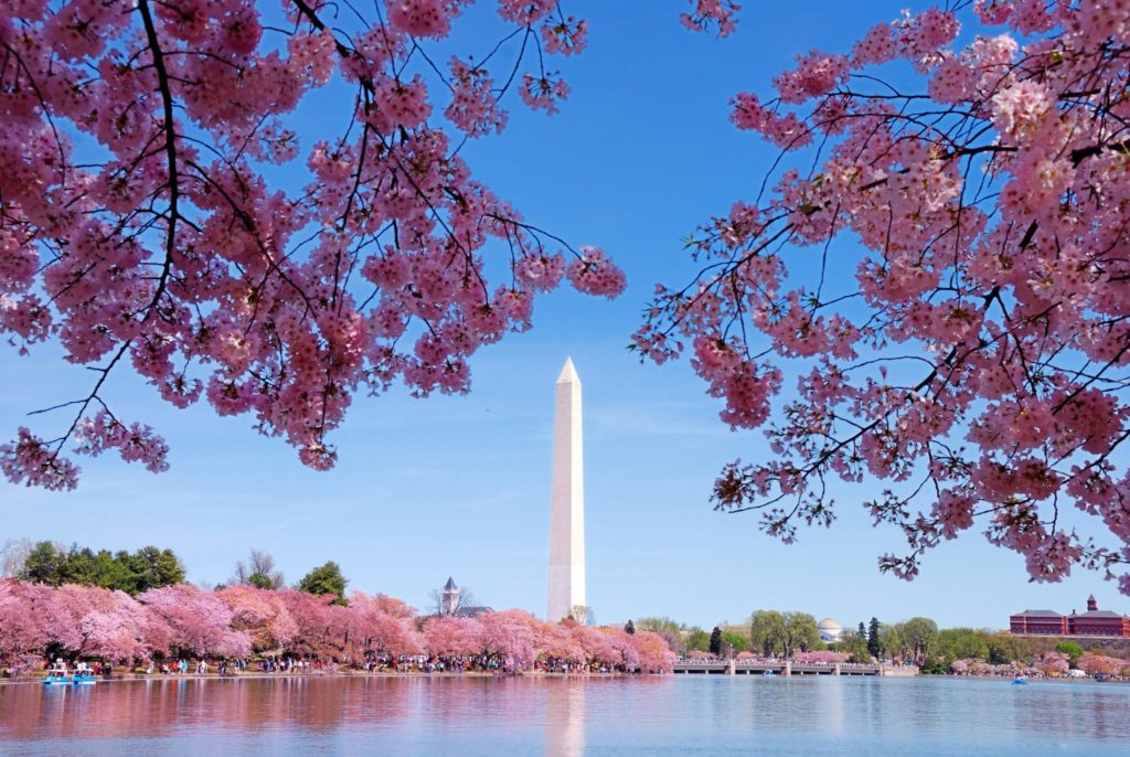 Tidal Basin Washington Monument cherry blossoms