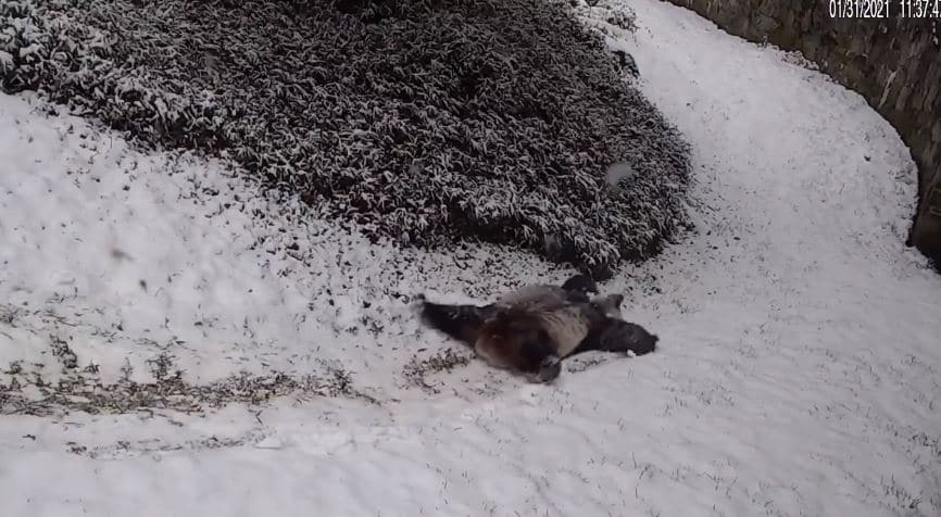 Watch The National Zoo’s Giant Pandas Have The Time Of Their Lives During This Weekend’s Snow!