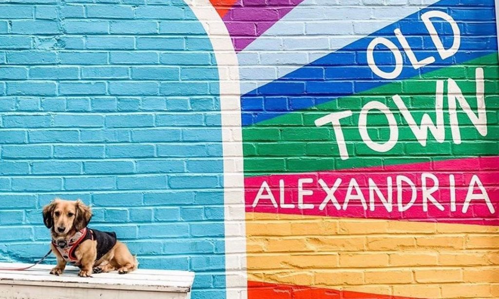 This Instagram Account Is Entirely Dedicated To Tiny Dogs In DC