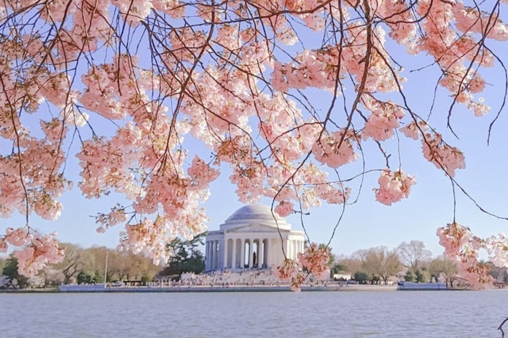 The Beautiful Spring Cherry Blossoms Will Likely Reach Peak Bloom Early In April