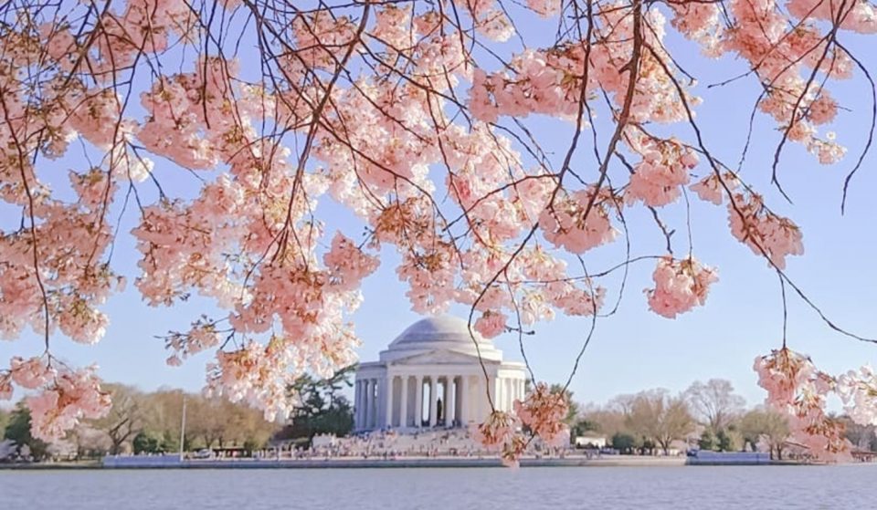 The Beautiful Spring Cherry Blossoms Will Likely Reach Peak Bloom Early In April