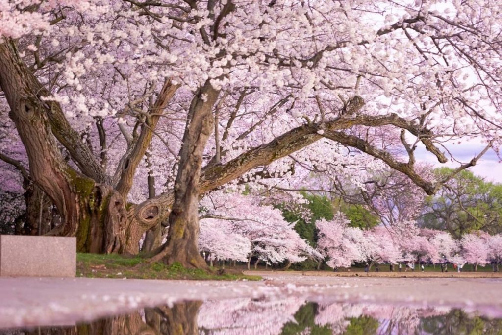 25 Breathtaking Photos Of DC Looking Absolutely Stunning During Peak Bloom